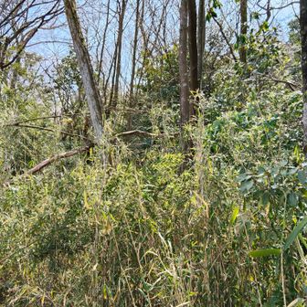 東台ピークは竹薮の中にあるようなので突入！