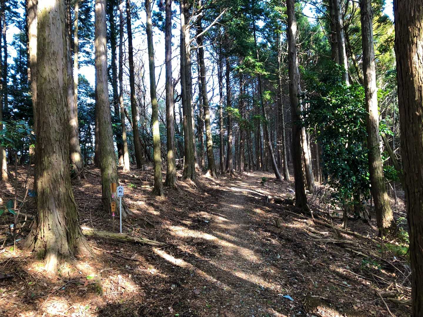ホント歩きやすい道🏃🏼‍♀️