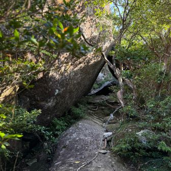 山頂近くはロープが数ヶ所もロープ使わなくても大丈夫。山頂へのラストアプローチだけはロープ引っ張って力任せに登るしかない
