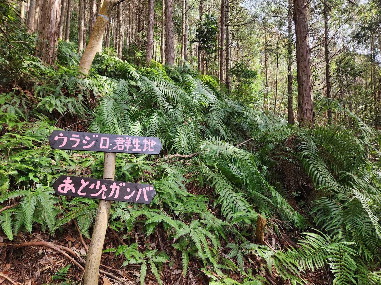 ウラジロ群生地