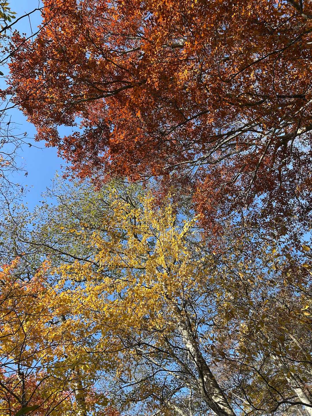 青空に赤黄緑が美しいです🍁