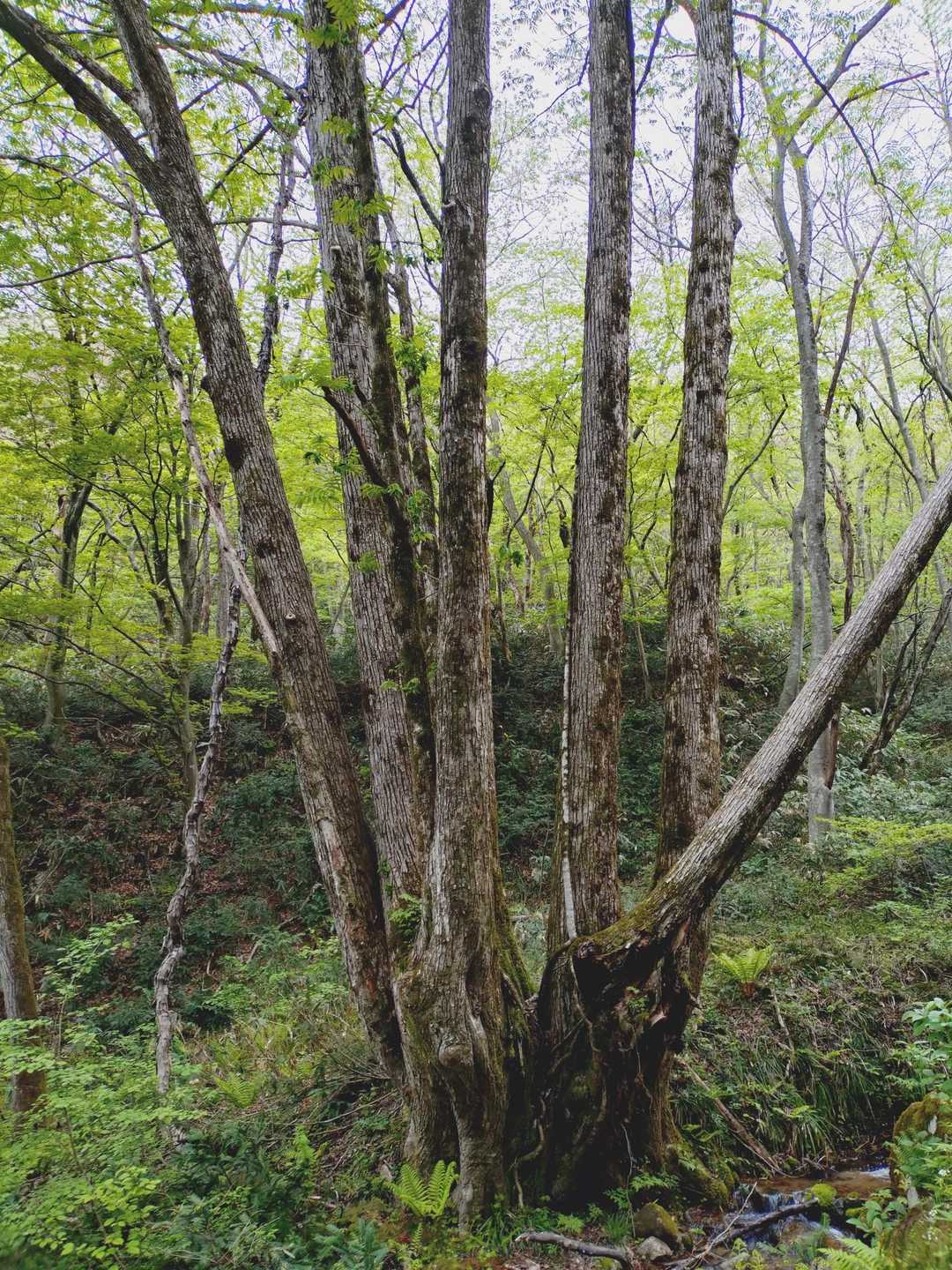 船通山 往復コースの写真
