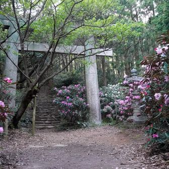 ブラックマンバ