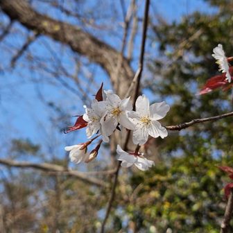 山桜🌸
