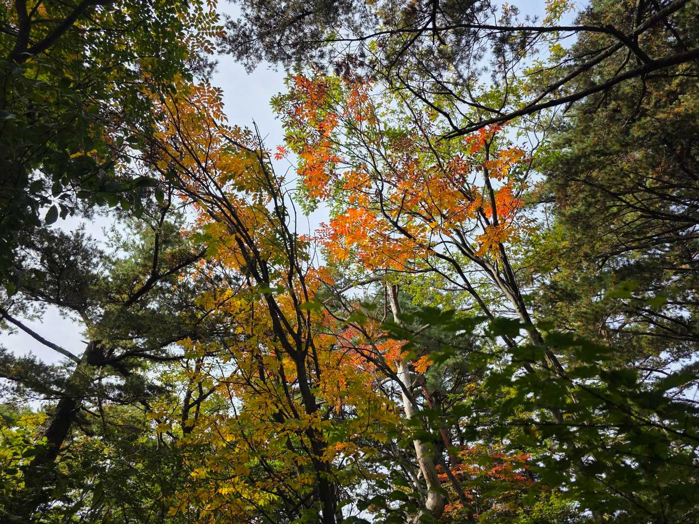 ほんのり紅葉🍁