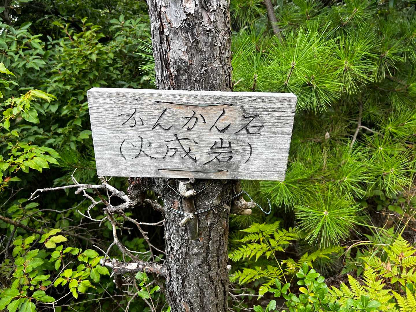 なんだろう？🤔