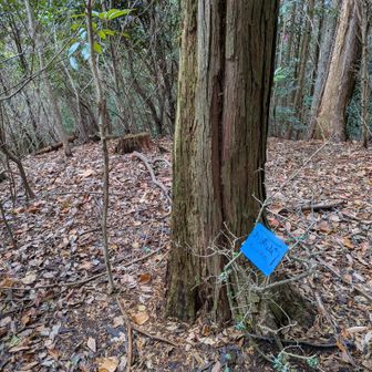 続いての南浦山は結構ハードな山との噂😥
覚悟を決めて行ってみる。