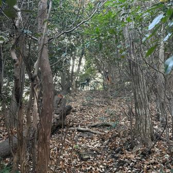 カフ、シシガミ様風
全体的に落ち葉と角度で足場ドキドキ不安