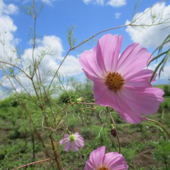 秋桜…漢字の方がいい感じ～
園内に広く秋桜が植えられていましたが、なんか株が小さく思えました(+_+)雨が少ないため？
