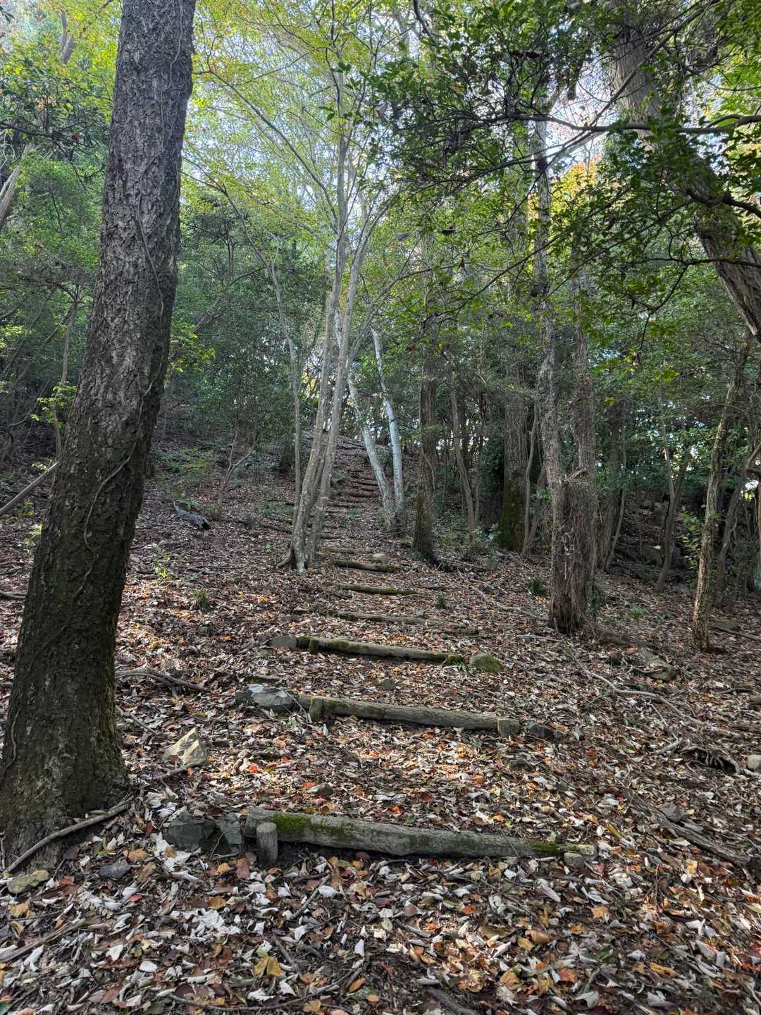 基本キレイな道なんやけど、猪🐗が土を掘り起こしてるとこが多いなーと思ってたら道中4頭🐗みかけた😱鈴を持ってくるのを忘れたので、携帯で音楽かけて登ったわ♪〜
幸い、睨み合いする間もなく逃げていってくれたけど、案外近くにいてもコチラからは見つけれないのでビビる💦