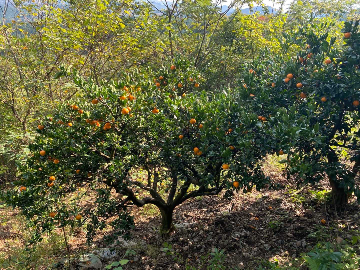 食べたい🍊
