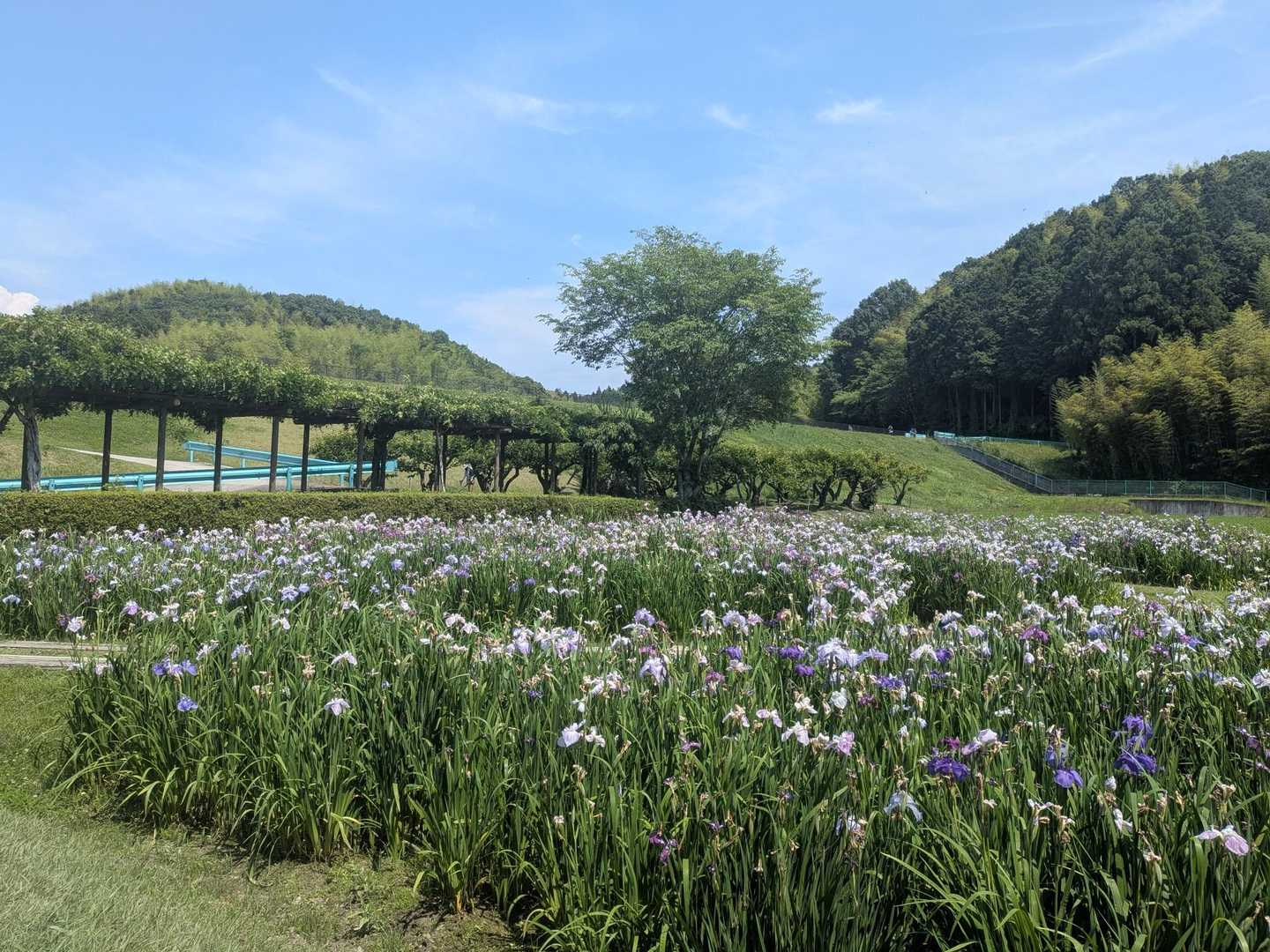 万灯山 周回コースの写真