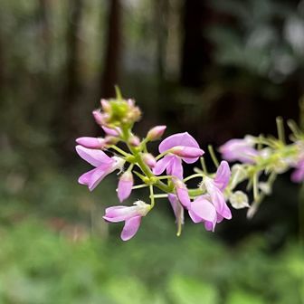 これはフジカンゾウ(藤甘草)☺️

GEMINI参照↓
名前の由来は、藤（フジ）のような淡い紫〜ピンク色の花を咲かせることから「フジ」、葉や草姿が甘草に似ることから「カンゾウ」と呼ばれます。