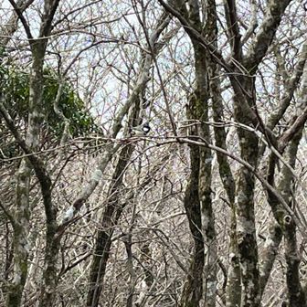 小鳥さんが近づいてきてずっと離れず鳴いてる