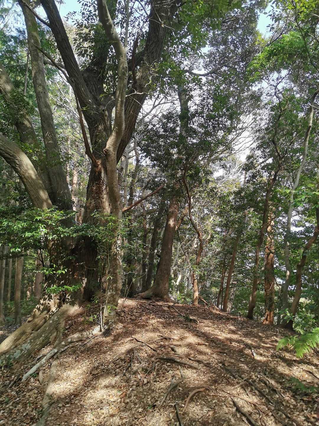 双子山 往復コースの写真