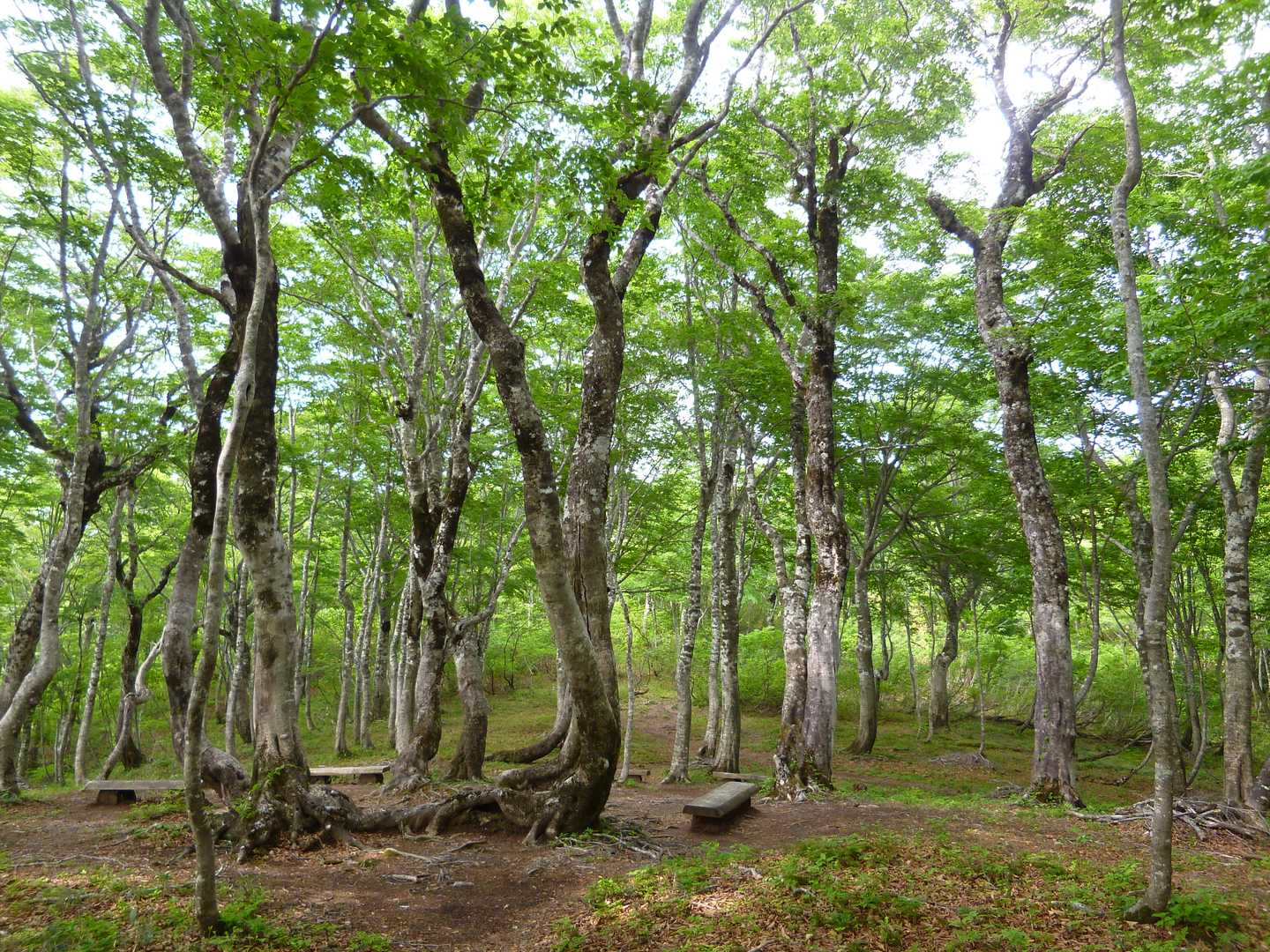 姥ヶ岳 周回コースの写真