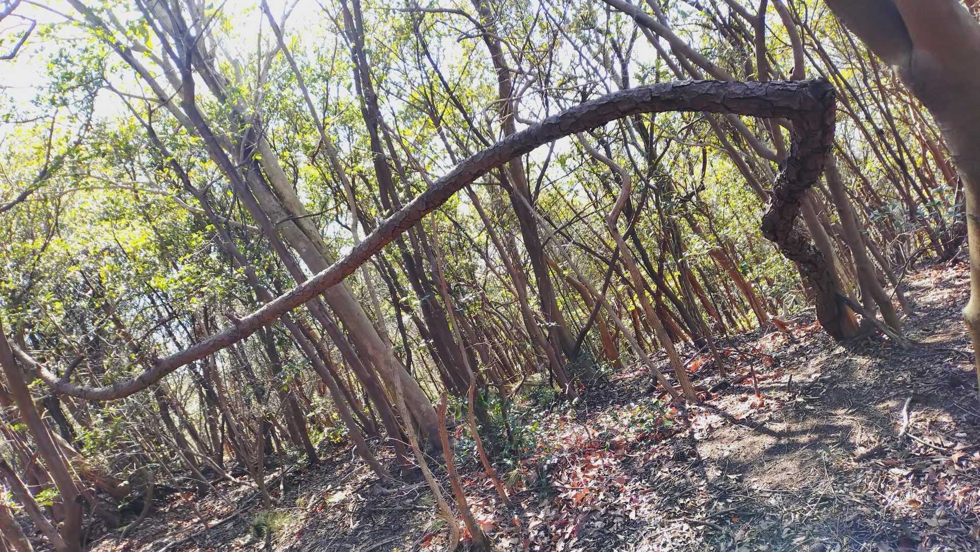甘露寺蜜璃の刀のよーな曲がり具合✨
