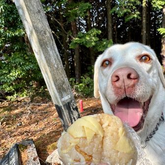 😀はランチに、たけのこおこわを食べるよ

9:00やん🤣