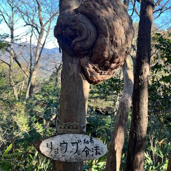 大高沢入山

うーむ
まわりに沢はないですし不思議な名前とすんごいコブ