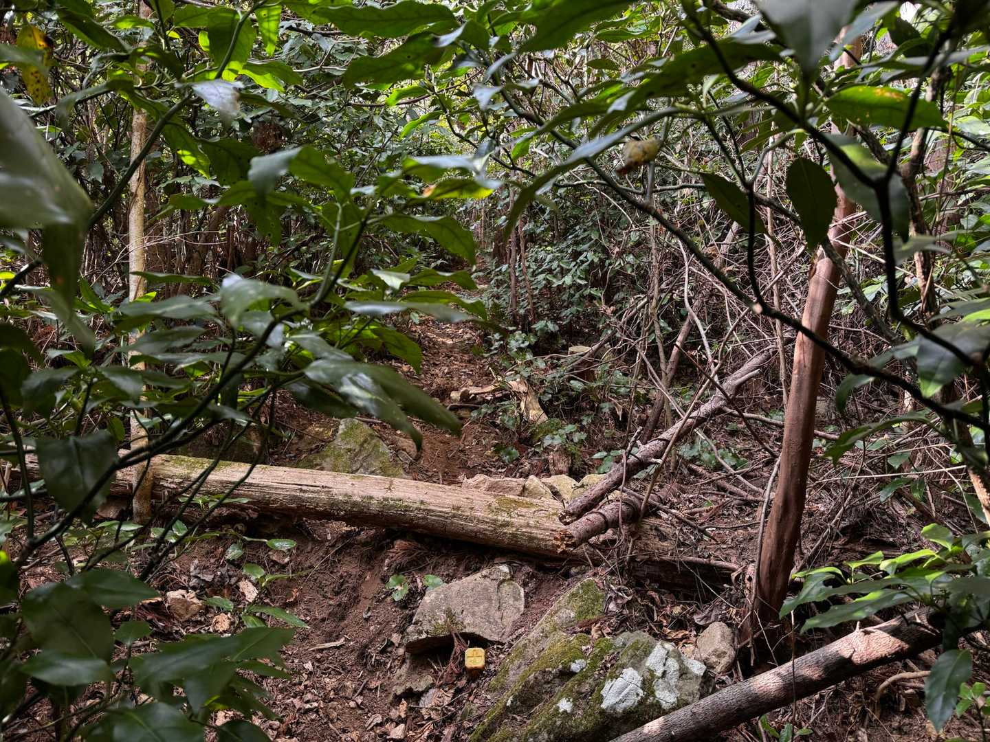 でも登山道に入ると荒れてる😨
毎回来るたび違う荒れ方になっているような気がします💧