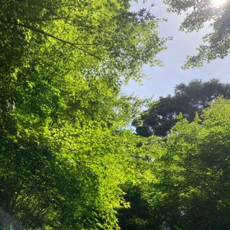 新緑が心地よい