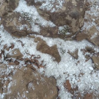 これ雪ではなく剥がれ落ちた霧氷だね