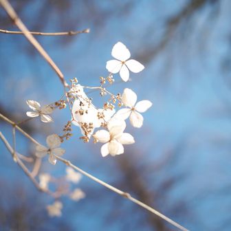 ふつうに咲いてるようです。