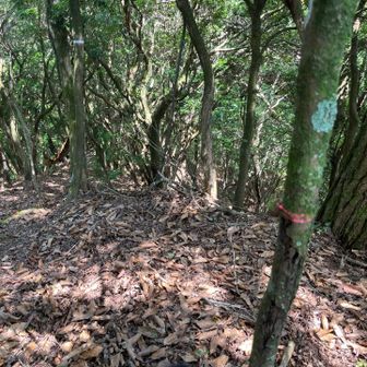 東屋の東側から南尾根に入ったが、西側から入った方が楽だったかも