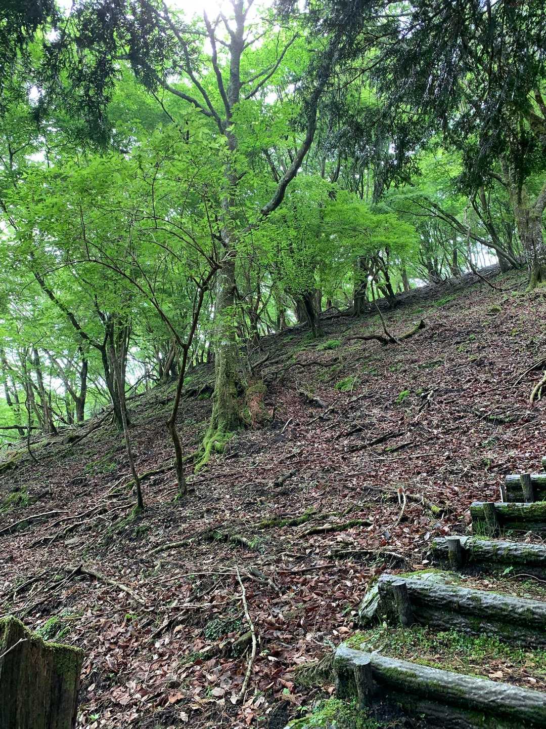尼ヶ岳 往復コースの写真