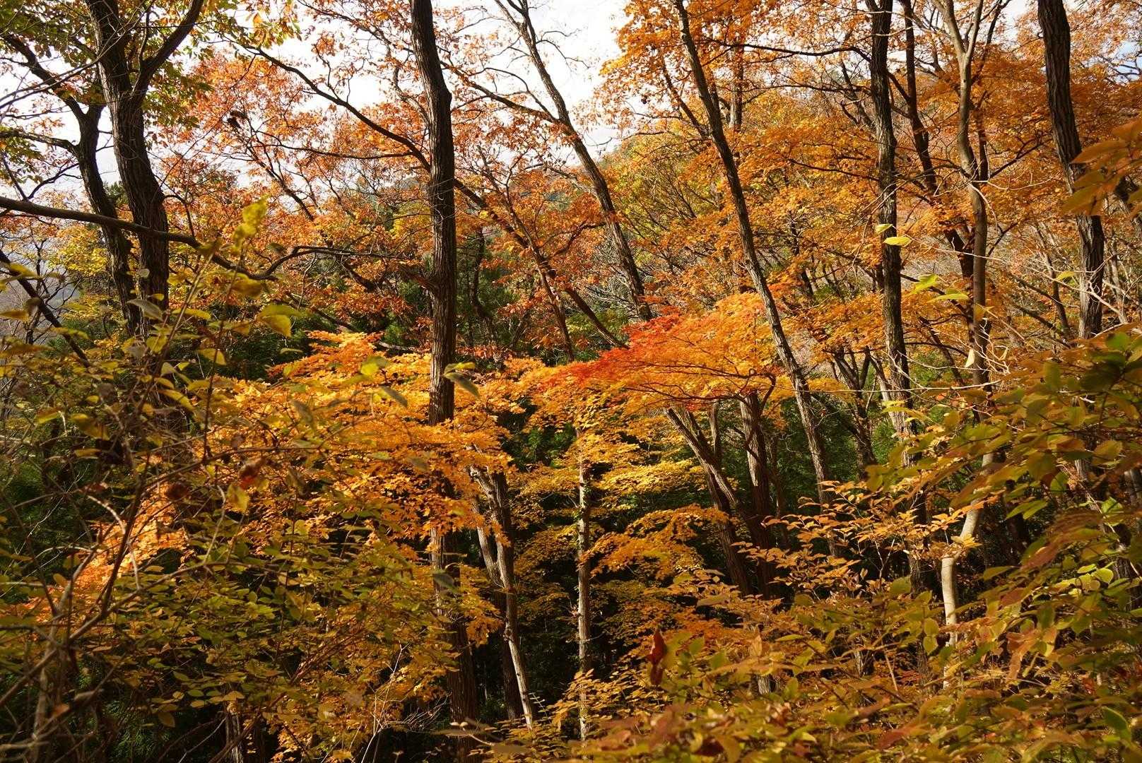 きれいだ❤️
木立全てが秋色だ🍁