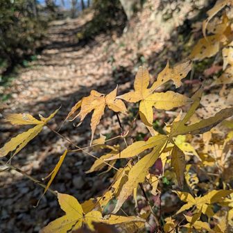 エンコウカエデ。