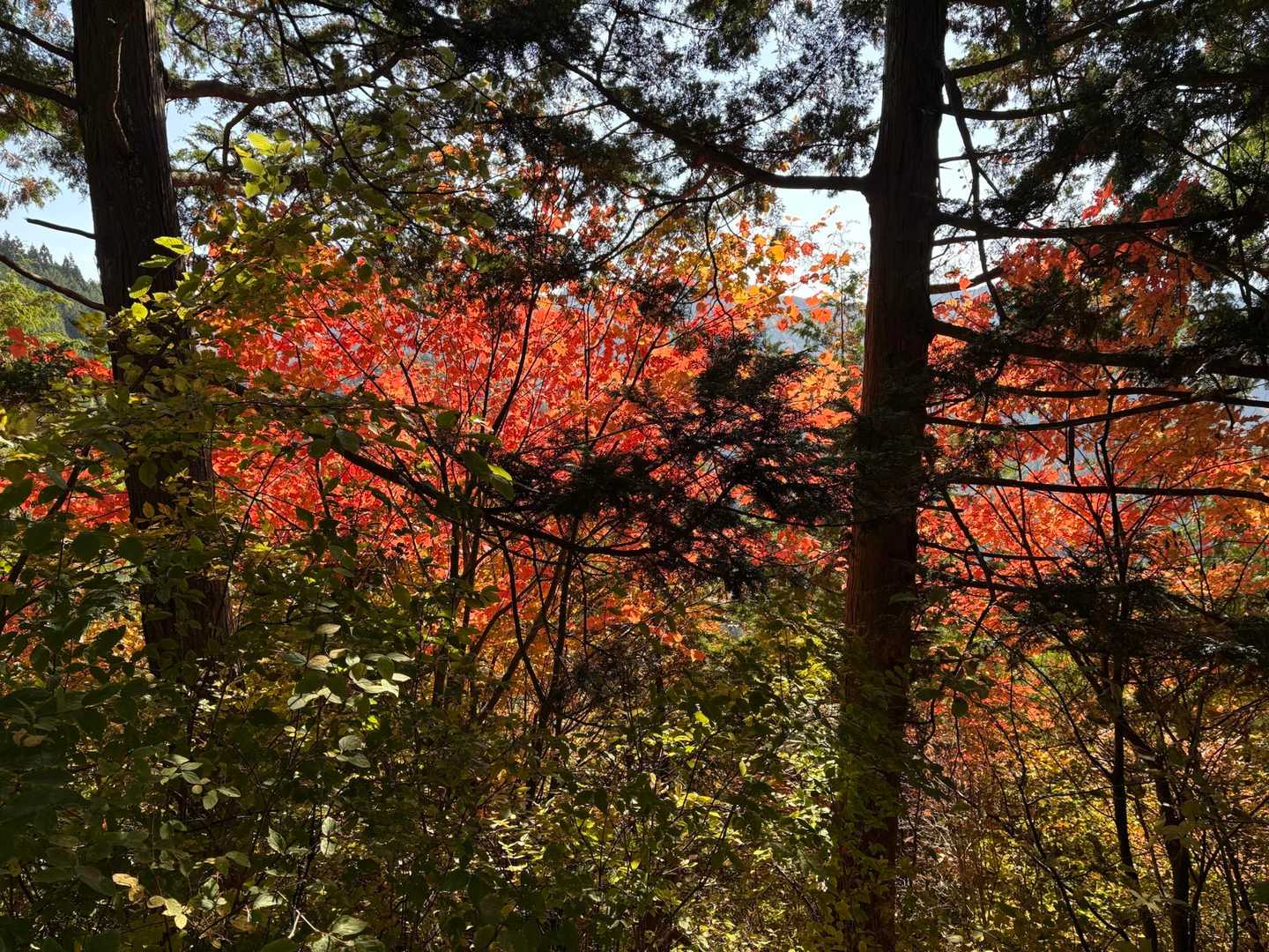 紅葉をを眺めながら