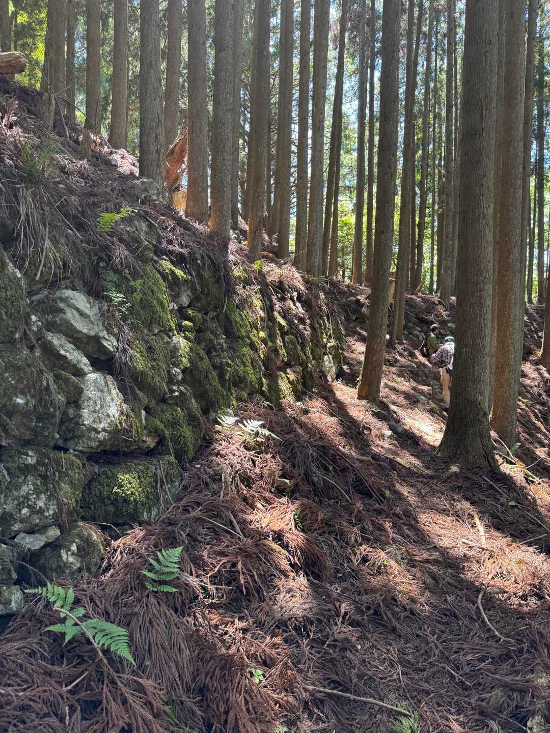 城山 往復コースの写真