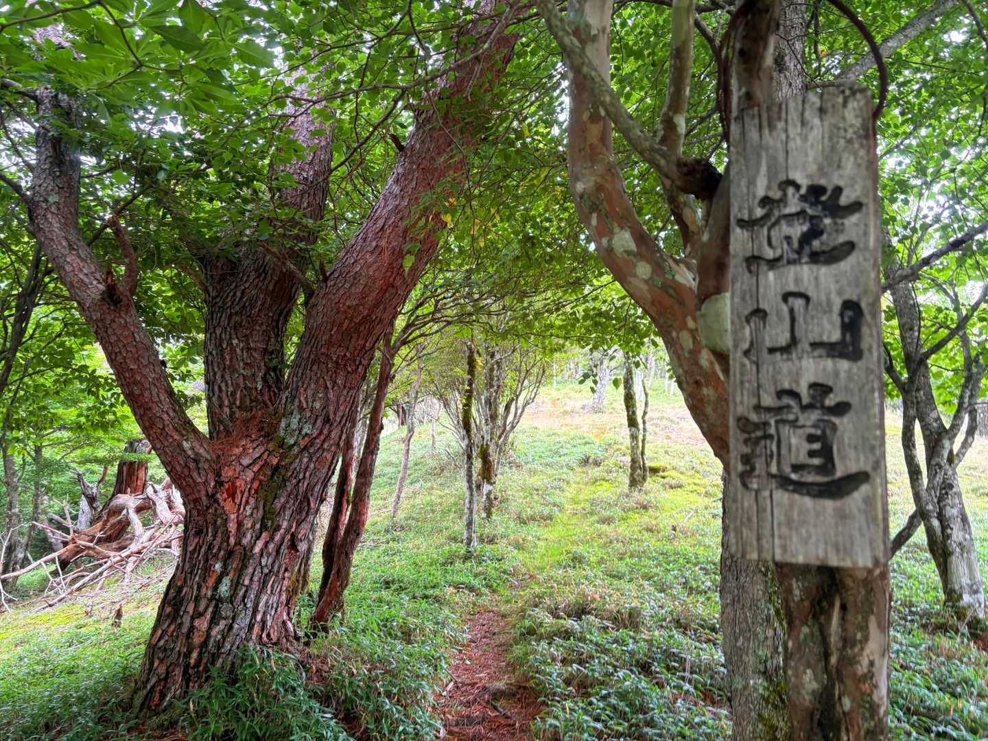 登山道の立派な🪧✨