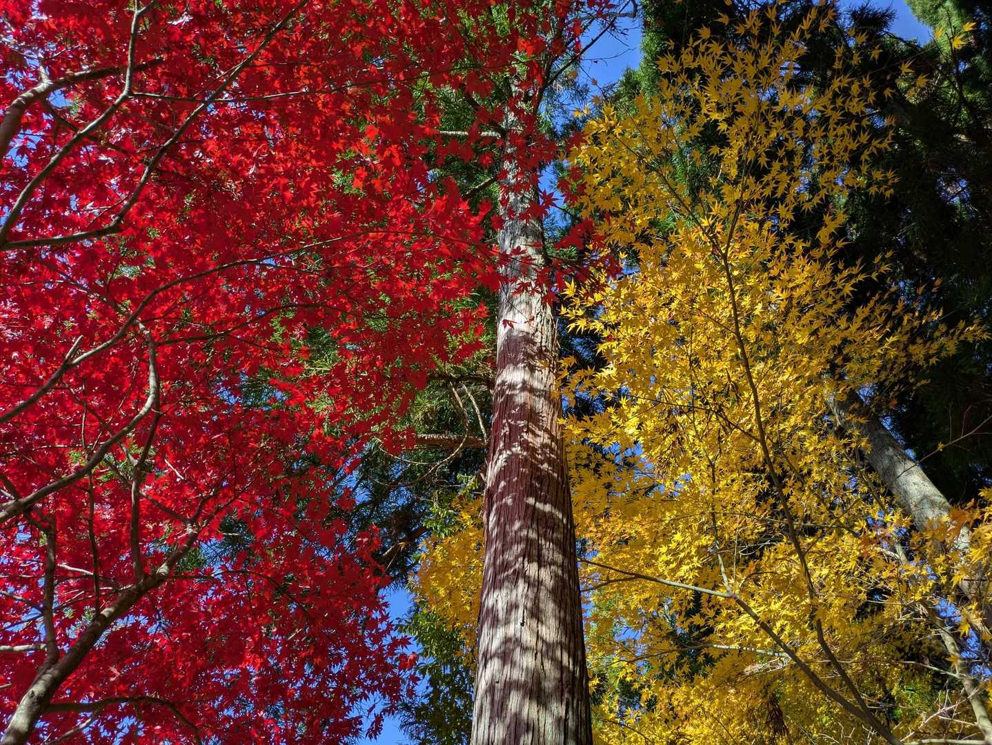 下山してからの紅葉が今日一の写真かも