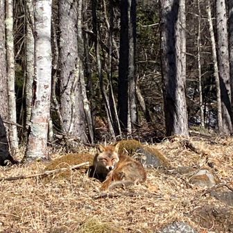 キツネ🦊じゃんっ‼️