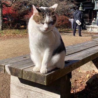 いたー😍日向ぼっこ中🥰お参りに来た皆さんへ慈悲の心を授けるフクちゃん❤️