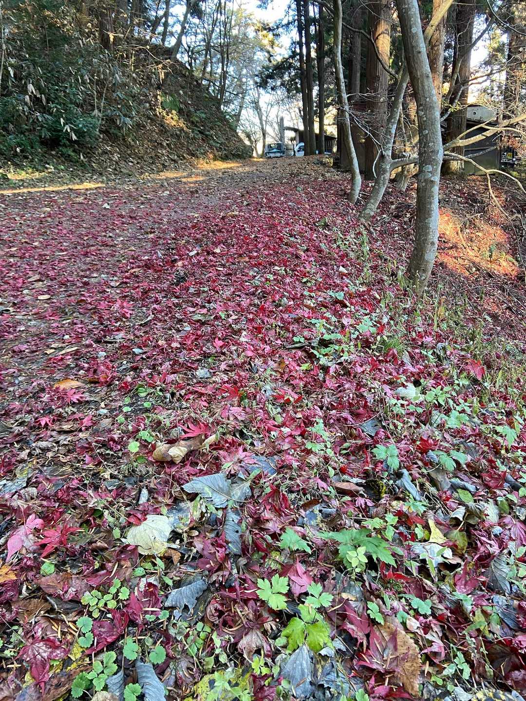 紅葉も全部散ってましたが、それはそれでキレイ😍