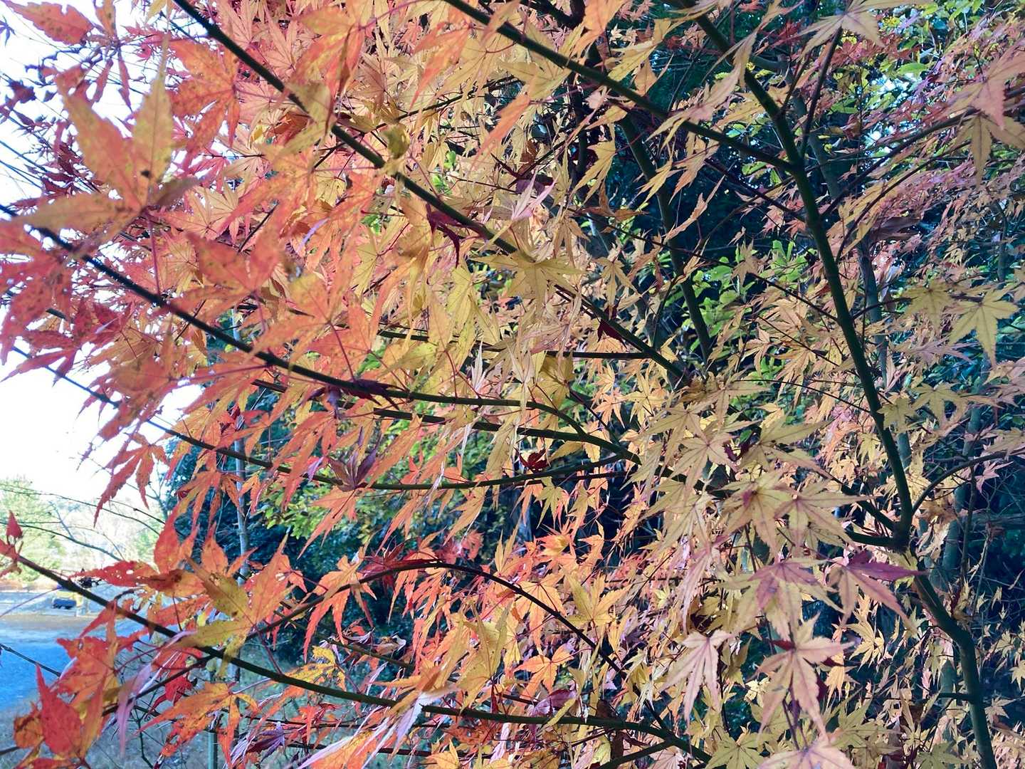 まだあった、紅葉🍁🍁🍁