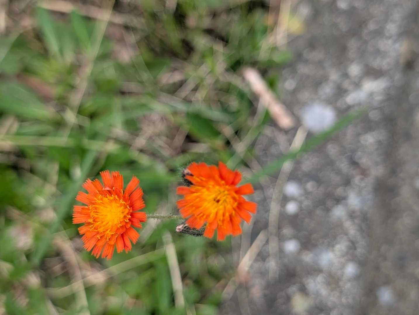 公園入口にユラユラ
コウリンタンポポ🏵️