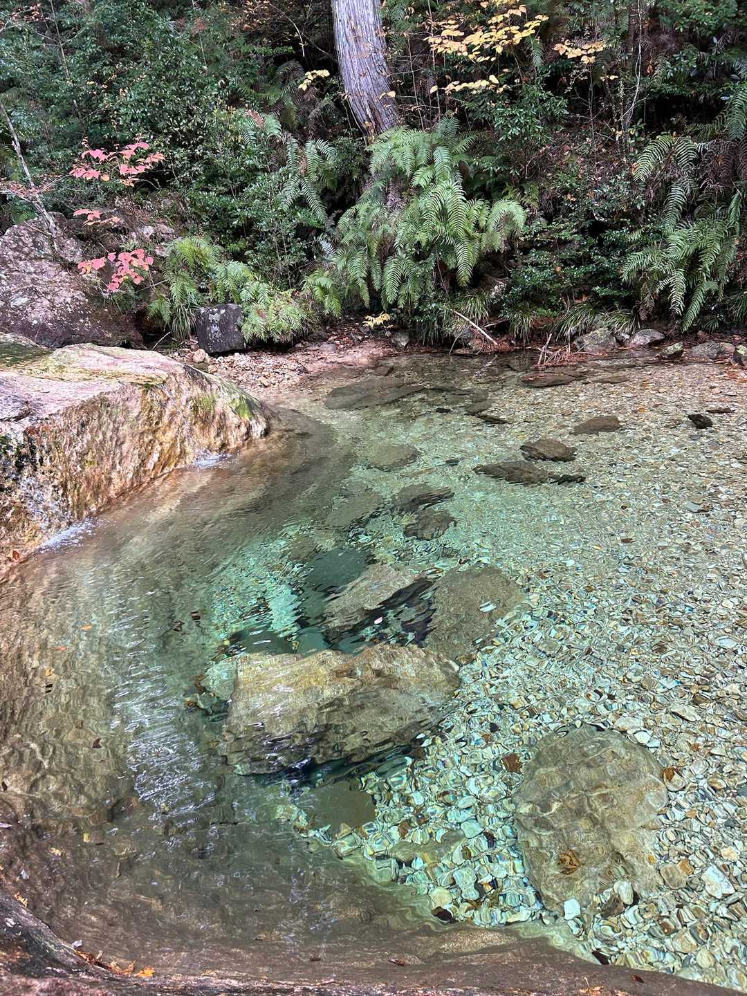 水も綺麗、魚もいたよ