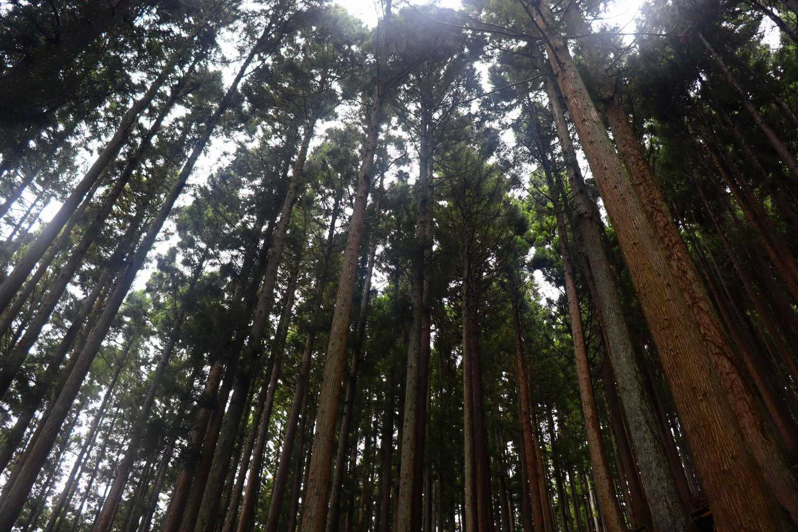 奥多摩らしい杉林。