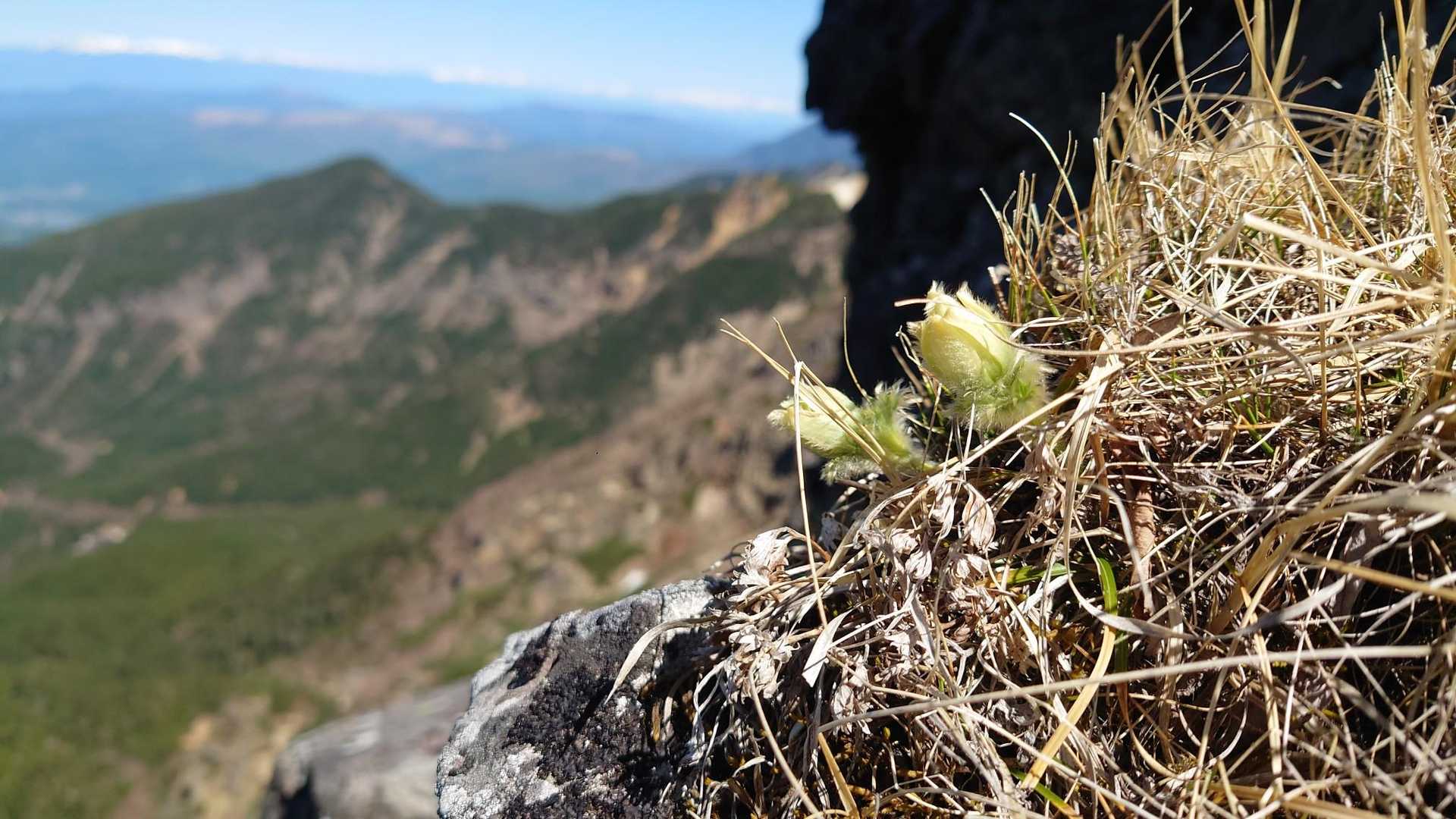 横岳 : ツクモグサ鑑賞 杣添尾根から / たるさんの八ヶ岳（赤岳