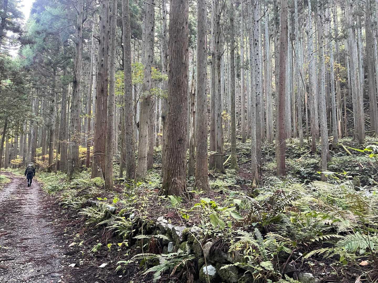 しばらくテクテクと林道を歩きます🚶‍♀️
昔、集落だったんかな？って思えるところです
