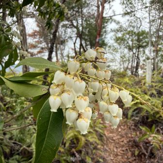 アセビは見ごろ