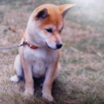 かりん