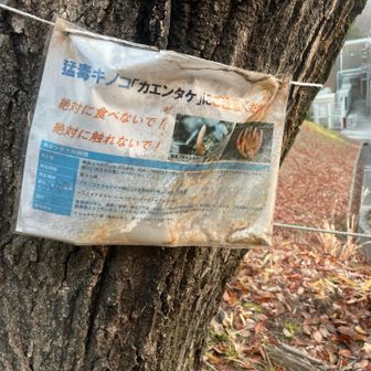 毒キノコ注意⚠️