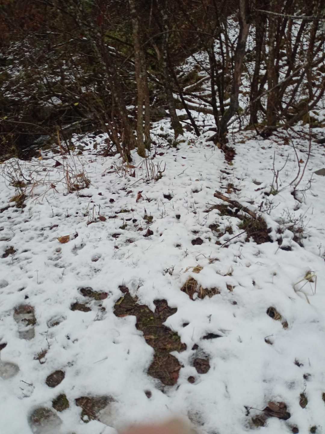 左門岳 往復コースの写真