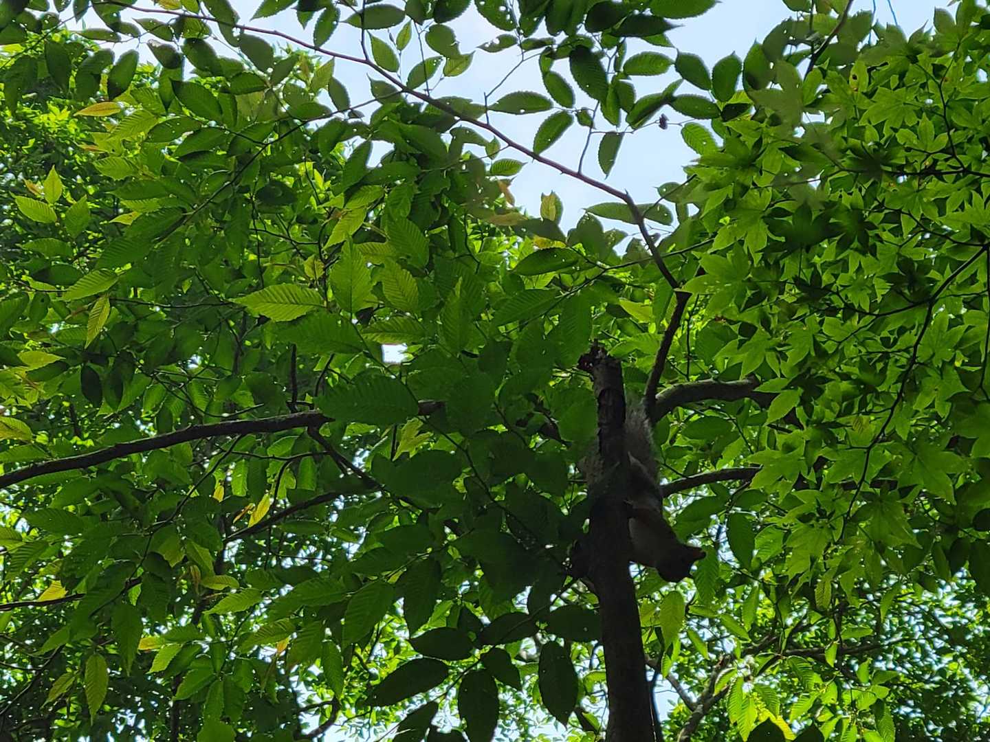 野生のリス🐿️発見‼️😆✨️