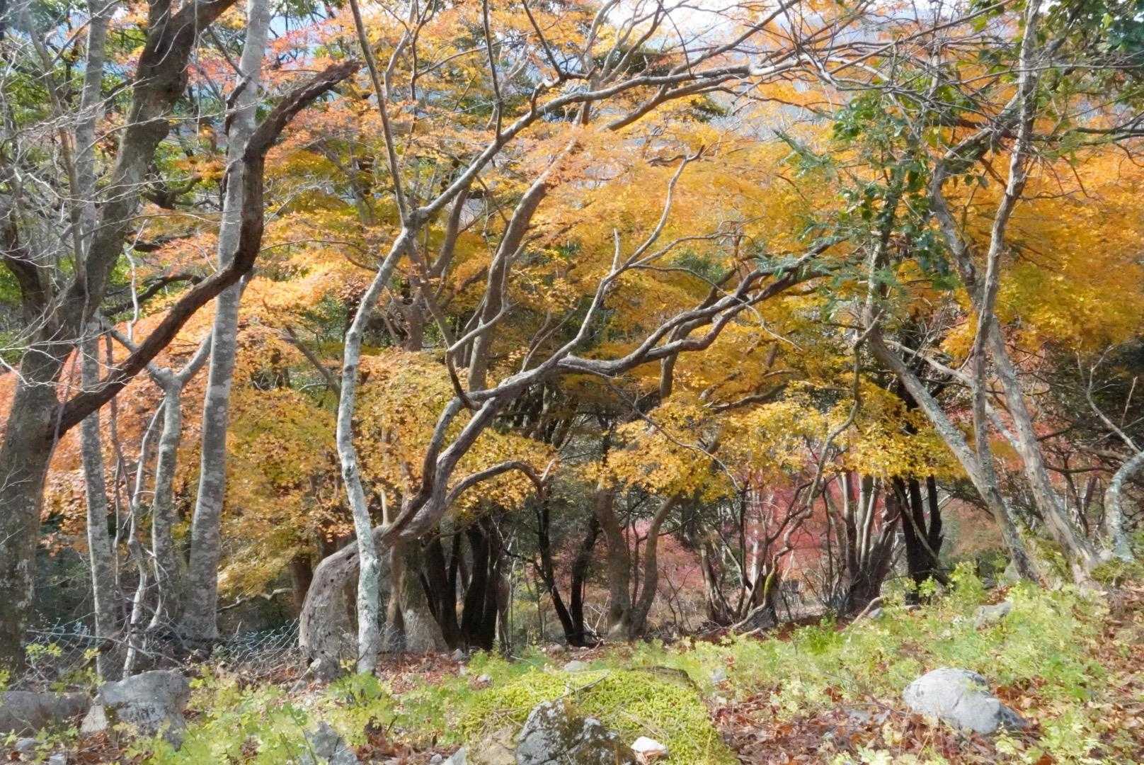 阿曽浅間山-網掛山-大理石石灰採石跡 往復コースの写真